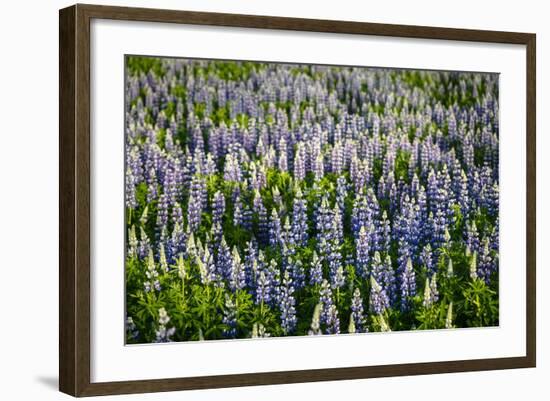 Lupine Flowers, Reykjavik, Iceland, Polar Regions-Yadid Levy-Framed Photographic Print