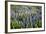 Lupine Flowers, Reykjavik, Iceland, Polar Regions-Yadid Levy-Framed Photographic Print