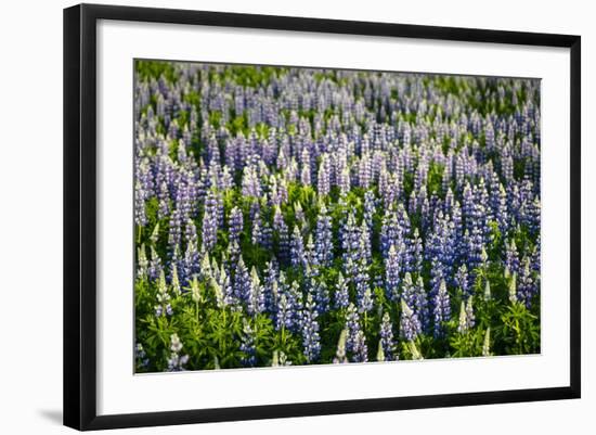 Lupine Flowers, Reykjavik, Iceland, Polar Regions-Yadid Levy-Framed Photographic Print