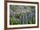 Lupine Flowers, Reykjavik, Iceland, Polar Regions-Yadid Levy-Framed Photographic Print