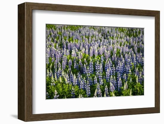 Lupine Flowers, Reykjavik, Iceland, Polar Regions-Yadid Levy-Framed Photographic Print