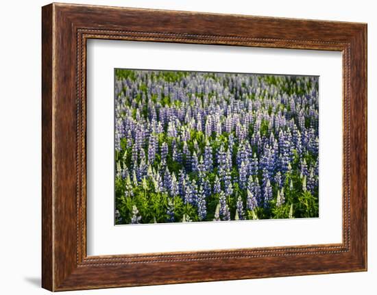 Lupine Flowers, Reykjavik, Iceland, Polar Regions-Yadid Levy-Framed Photographic Print