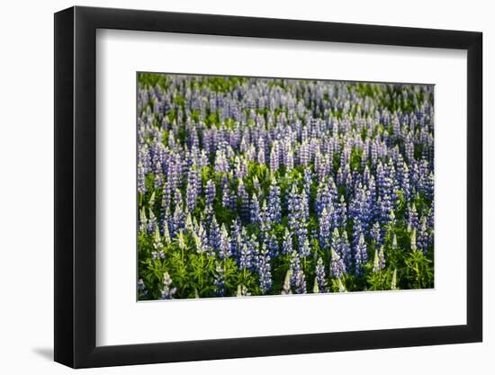 Lupine Flowers, Reykjavik, Iceland, Polar Regions-Yadid Levy-Framed Photographic Print