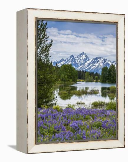Lupine Flowers with the Teton Mountains in the Background-Howie Garber-Framed Premier Image Canvas