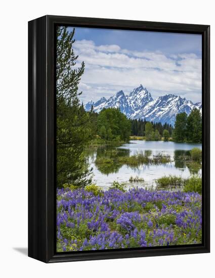 Lupine Flowers with the Teton Mountains in the Background-Howie Garber-Framed Premier Image Canvas