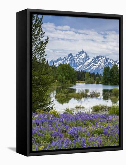 Lupine Flowers with the Teton Mountains in the Background-Howie Garber-Framed Premier Image Canvas