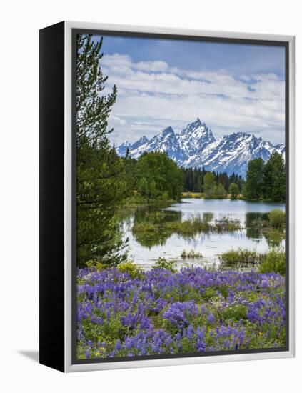 Lupine Flowers with the Teton Mountains in the Background-Howie Garber-Framed Premier Image Canvas