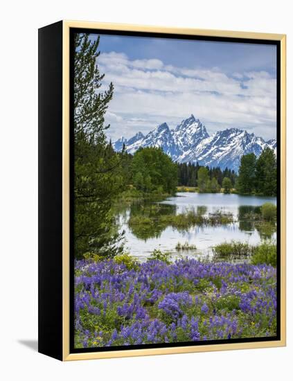 Lupine Flowers with the Teton Mountains in the Background-Howie Garber-Framed Premier Image Canvas