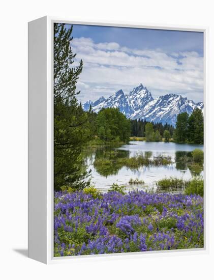 Lupine Flowers with the Teton Mountains in the Background-Howie Garber-Framed Premier Image Canvas