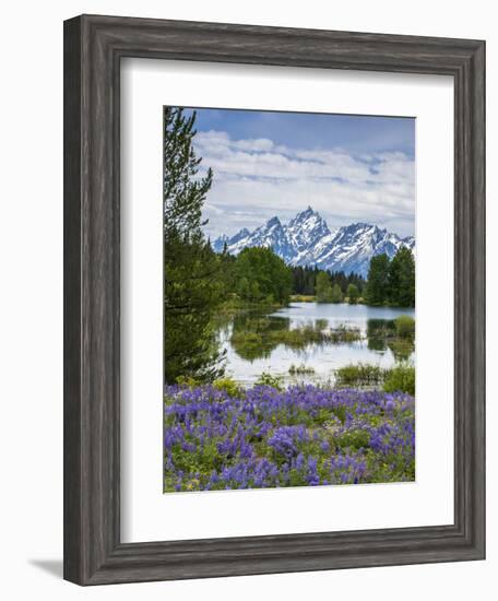 Lupine Flowers with the Teton Mountains in the Background-Howie Garber-Framed Photographic Print