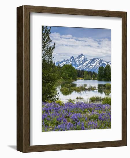 Lupine Flowers with the Teton Mountains in the Background-Howie Garber-Framed Photographic Print