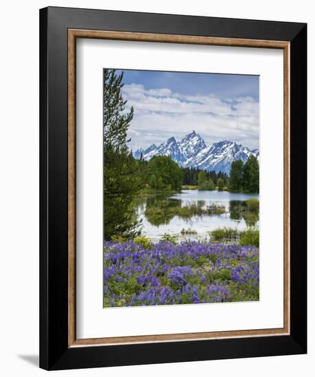 Lupine Flowers with the Teton Mountains in the Background-Howie Garber-Framed Photographic Print