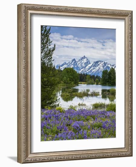 Lupine Flowers with the Teton Mountains in the Background-Howie Garber-Framed Photographic Print