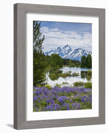 Lupine Flowers with the Teton Mountains in the Background-Howie Garber-Framed Photographic Print
