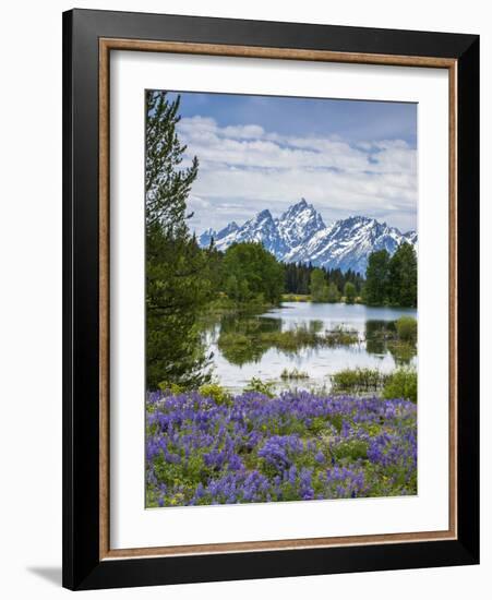 Lupine Flowers with the Teton Mountains in the Background-Howie Garber-Framed Photographic Print