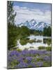 Lupine Flowers with the Teton Mountains in the Background-Howie Garber-Mounted Photographic Print