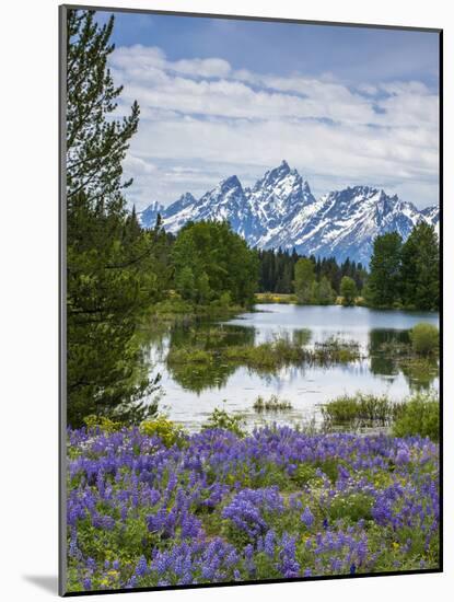 Lupine Flowers with the Teton Mountains in the Background-Howie Garber-Mounted Photographic Print