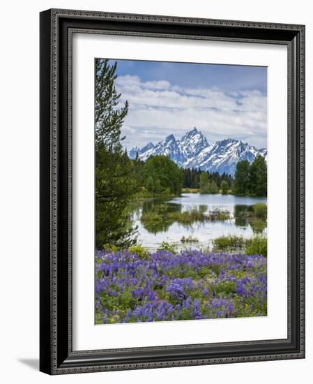 Lupine Flowers with the Teton Mountains in the Background-Howie Garber-Framed Photographic Print