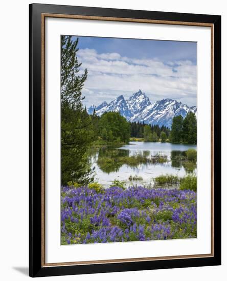Lupine Flowers with the Teton Mountains in the Background-Howie Garber-Framed Photographic Print