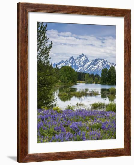 Lupine Flowers with the Teton Mountains in the Background-Howie Garber-Framed Photographic Print