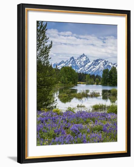 Lupine Flowers with the Teton Mountains in the Background-Howie Garber-Framed Photographic Print