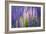 Lupine Flowers-Cora Niele-Framed Giclee Print