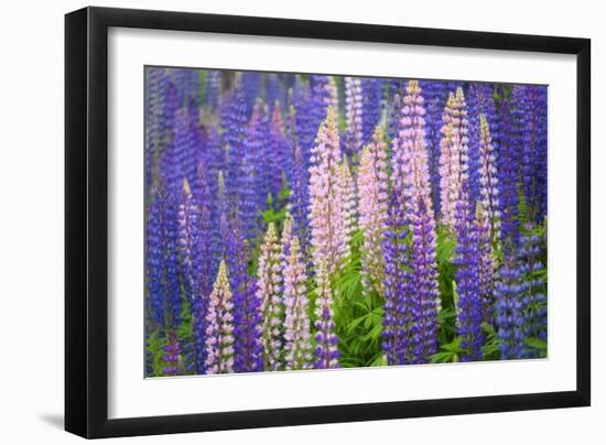 Lupine Flowers-Cora Niele-Framed Giclee Print