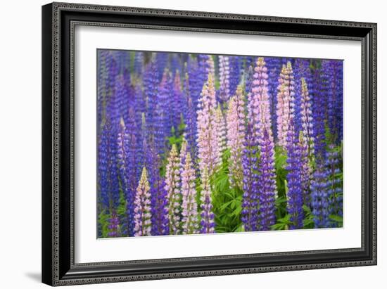 Lupine Flowers-Cora Niele-Framed Giclee Print