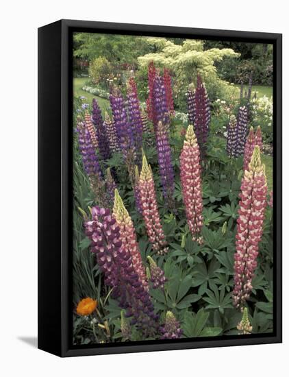 Lupine garden, Salem, Oregon, USA-Adam Jones-Framed Premier Image Canvas