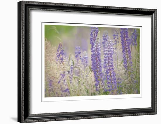 Lupine Grasses-Donald Paulson-Framed Giclee Print