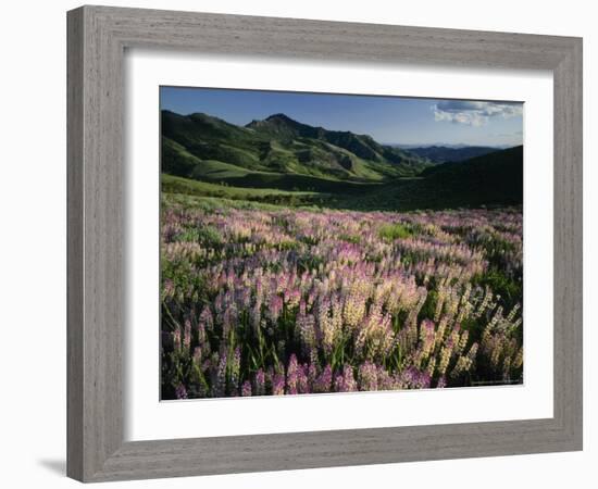 Lupine, Humboldt National Forest, Jarbridge Wilderness and Mountains, Nevada, USA-Scott T. Smith-Framed Photographic Print