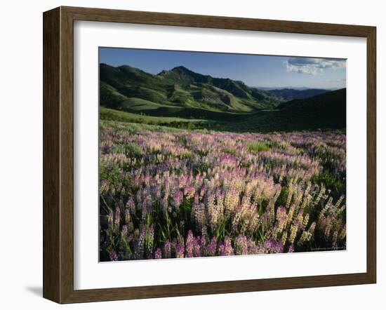 Lupine, Humboldt National Forest, Jarbridge Wilderness and Mountains, Nevada, USA-Scott T. Smith-Framed Photographic Print