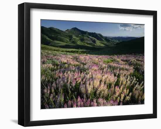 Lupine, Humboldt National Forest, Jarbridge Wilderness and Mountains, Nevada, USA-Scott T. Smith-Framed Photographic Print