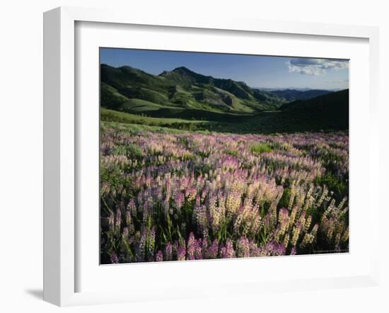 Lupine, Humboldt National Forest, Jarbridge Wilderness and Mountains, Nevada, USA-Scott T. Smith-Framed Photographic Print