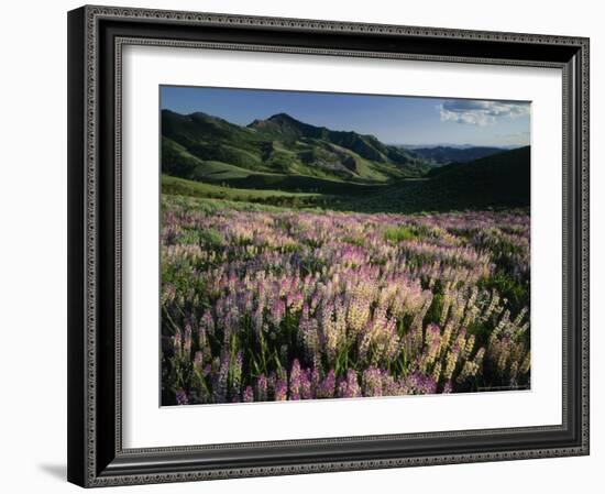 Lupine, Humboldt National Forest, Jarbridge Wilderness and Mountains, Nevada, USA-Scott T. Smith-Framed Photographic Print