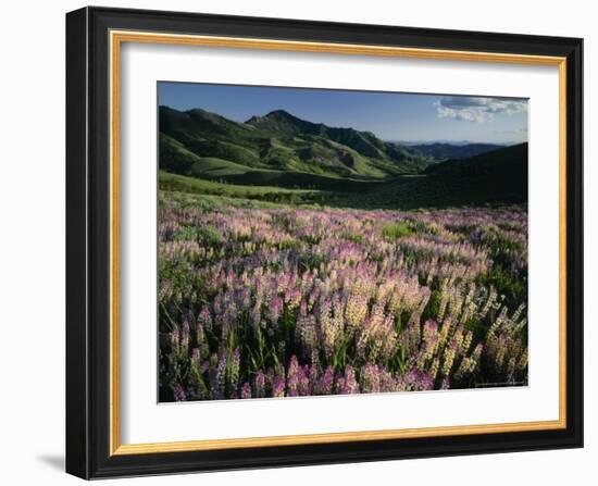 Lupine, Humboldt National Forest, Jarbridge Wilderness and Mountains, Nevada, USA-Scott T. Smith-Framed Photographic Print