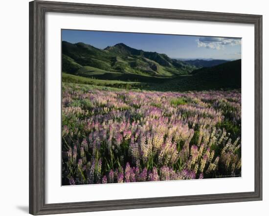 Lupine, Humboldt National Forest, Jarbridge Wilderness and Mountains, Nevada, USA-Scott T. Smith-Framed Photographic Print