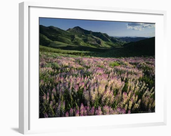 Lupine, Humboldt National Forest, Jarbridge Wilderness and Mountains, Nevada, USA-Scott T. Smith-Framed Photographic Print