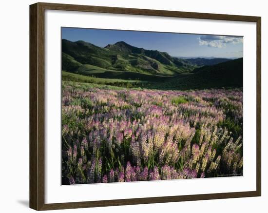 Lupine, Humboldt National Forest, Jarbridge Wilderness and Mountains, Nevada, USA-Scott T. Smith-Framed Photographic Print