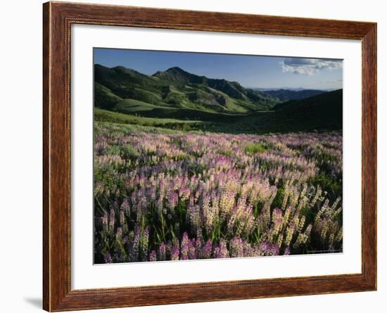 Lupine, Humboldt National Forest, Jarbridge Wilderness and Mountains, Nevada, USA-Scott T. Smith-Framed Photographic Print