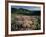 Lupine, Humboldt National Forest, Jarbridge Wilderness and Mountains, Nevada, USA-Scott T. Smith-Framed Photographic Print