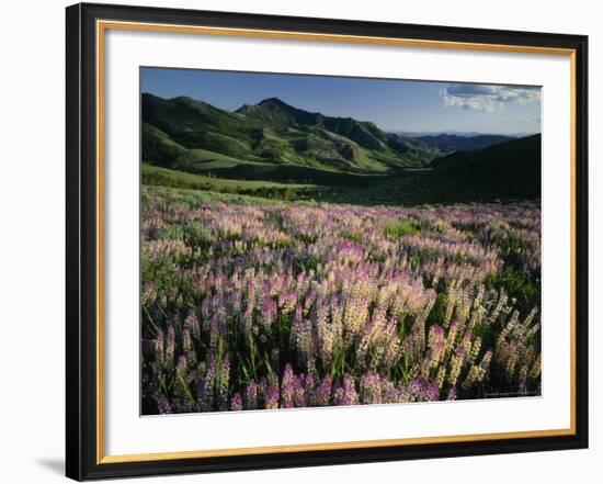 Lupine, Humboldt National Forest, Jarbridge Wilderness and Mountains, Nevada, USA-Scott T. Smith-Framed Photographic Print