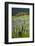 Lupine in the Bald Hills of the Redwoods National Park-Terry Eggers-Framed Photographic Print