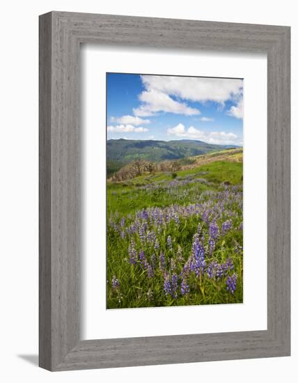 Lupine in the Bald Hills of the Redwoods National Park-Terry Eggers-Framed Photographic Print