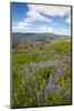 Lupine in the Bald Hills of the Redwoods National Park-Terry Eggers-Mounted Photographic Print