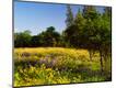 Photographic Print
