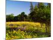 Photographic Print