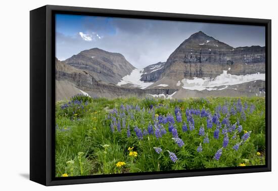 Lupine, Lupinus, Mount Timpanogos. Uinta-Wasatch-Cache Nf-Howie Garber-Framed Premier Image Canvas