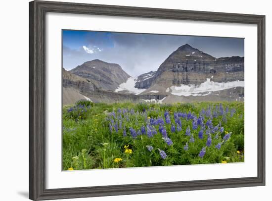 Lupine, Lupinus, Mount Timpanogos. Uinta-Wasatch-Cache Nf-Howie Garber-Framed Photographic Print