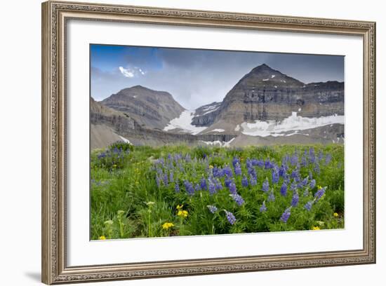 Lupine, Lupinus, Mount Timpanogos. Uinta-Wasatch-Cache Nf-Howie Garber-Framed Photographic Print